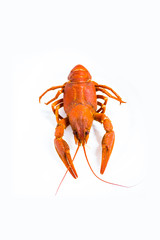 Boiled crawfish cancer  isolated on a white background. Delicious appetizing boiled cancer