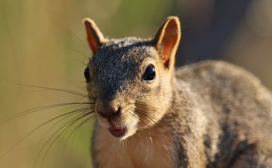 Squirrel closeup portrait
