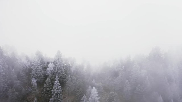 Snowy pine woods forward aerial in cloudy bad weather.Foggy mountain forest with ice frost covered trees in Winter drone flight establisher.