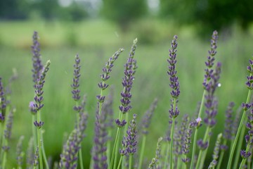field of lavender