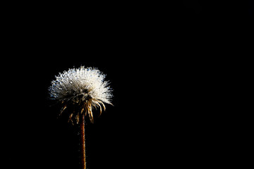 dandelion flower on a dark background