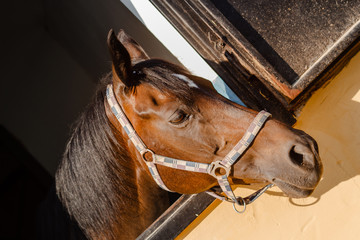 Horse in the stable