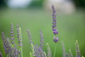 Fototapeta premium field of lavender flowers
