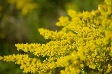 field of yellow flowers