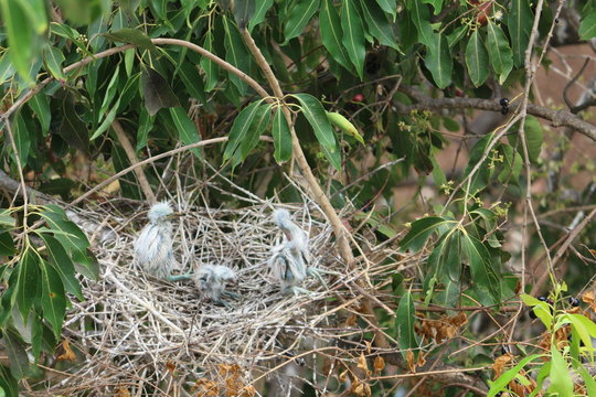 new born birds chicks in nest