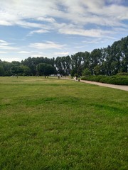 landscape with trees and blue sky