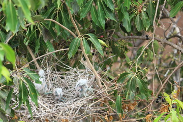 new born birds chicks in nest