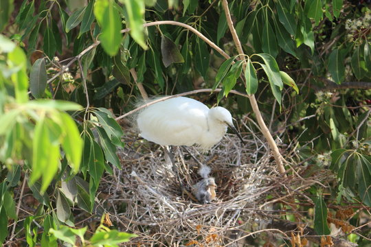 Stork in her nest with chicks