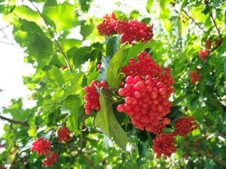 red viburnum berries in the garden