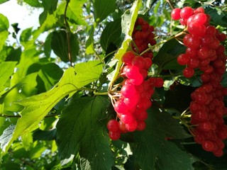 red viburnum berries in the garden
