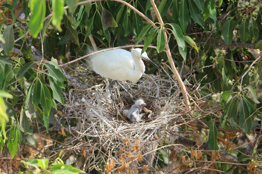 Stork in her nest with chicks