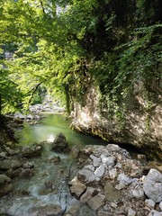 mountain river in the forest
