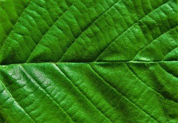 ribs of a green leaf in close up