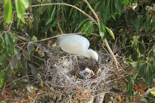 Stork in her nest with chicks