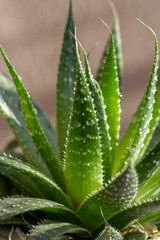 Cactus houseplant planted in ceramic pot