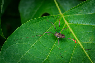 Harvestman, or daddy long legs, with red parasitic mites sucking fluids from its legs.