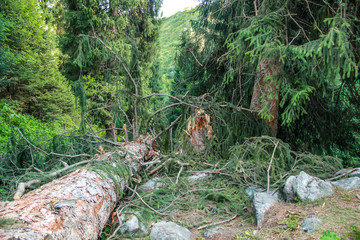 Fallen tree in the mountains after the hurricane