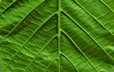 ribs of a green leaf in close up