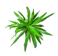 Houseplant - Yucca elephantipes a potted plant isolated over white top view - obrazy, fototapety, plakaty