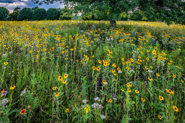 Obraz premium Black-eyed Susan and other flowers in a meadow in central Virginia. 