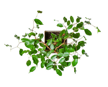 houseplant - young Ficus benjamina a potted plant isolated over white top view