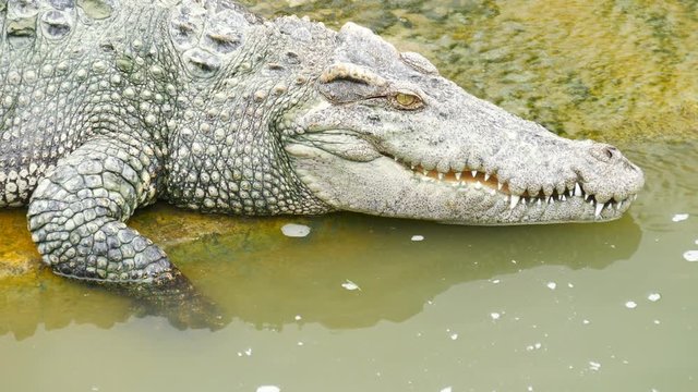 Video 4k of crocodile resting in a farm