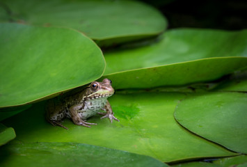 Young green frog (Rana clamitans) partly hidden under lily pad, waiting for prey to come close enough to ambush and catch.