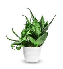 houseplant - young Sansevieria trifasciata a potted plant isolated over white