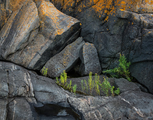 Lance-leaf goldenrod growing in crack in multi-banded gneiss rock on the shore of the Georgian Bay, Ontario.