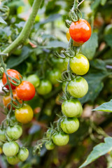 Cherry tomatoes ripening on the vine; red and green tomatoes growing on a plant in a garden