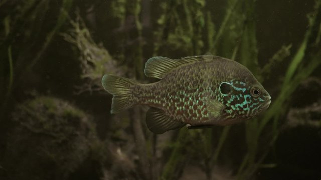 Lepomis gibbosus. Sunfish in their natural habitat. Underwater footage