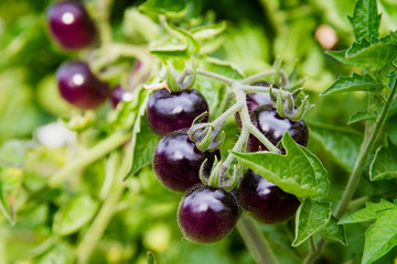 Purple cherry tomatoes on the vine in the late summer; fresh and juicy small purple tomatoes