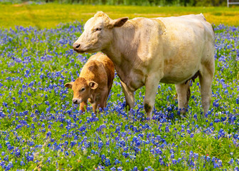 Cow and calf in bluebonnet meadow