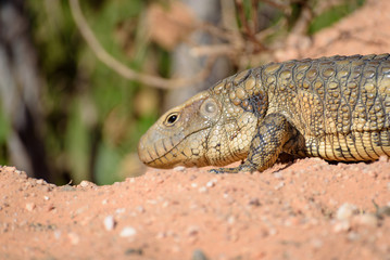 Paraguay caiman lizard (Dracaena paraguayensis) at the Transpantaneira, Pantanal, the world largest wetland, Mato Grosso, Brazil, South America