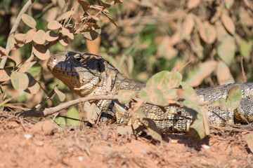 Paraguay caiman lizard (Dracaena paraguayensis) at the Transpantaneira, Pantanal, the world largest wetland, Mato Grosso, Brazil, South America