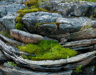 Bed of mosses and grasses growing in bowl carved by erosion of softer rock in multi-banded gneiss.