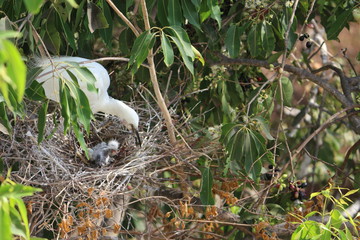 Stork in her nest with chicks