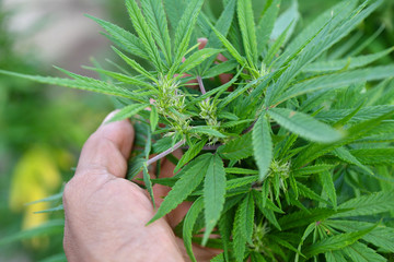 Hemp Cannabis Marijuana CBD Plants Farm