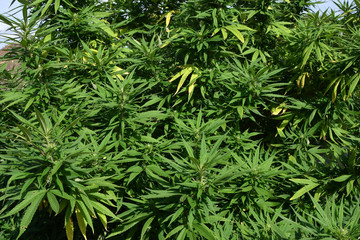 Hemp Cannabis Marijuana CBD Plants Farm