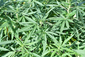 Hemp Cannabis Marijuana CBD Plants Farm