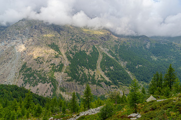 Monti