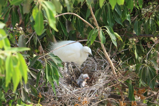 Stork in her nest with chicks