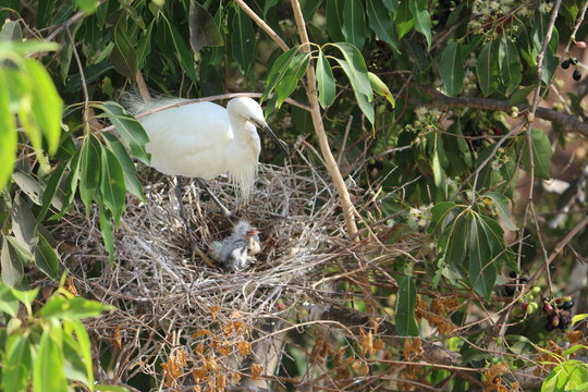 Stork in her nest with chicks
