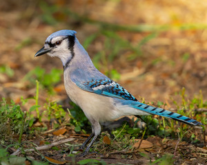 Bluejay on ground