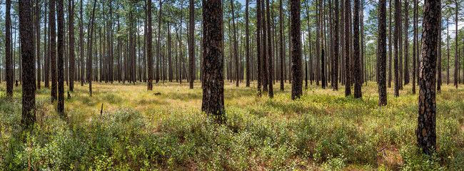 Forest of longleaf pine (Pinus palustris) in Green Swamp Preserve in North Carolina in early April. Occasional fires keep undergrowth under control