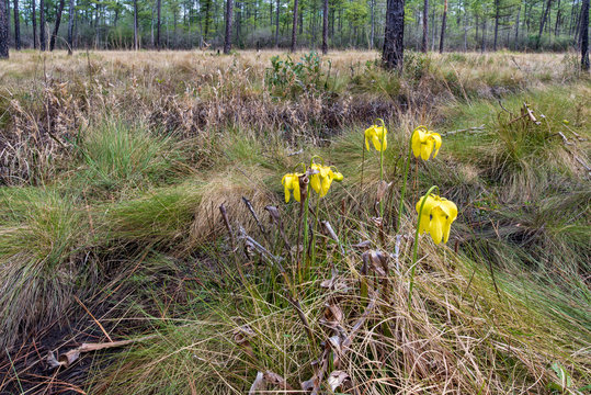 Flowers of yellow trumpet pitcher plant (Sarracenia alata) growing among wire grass (Aristida stricta) in early spring in the Green Swamp Preserve in southeastern North Carolina. 