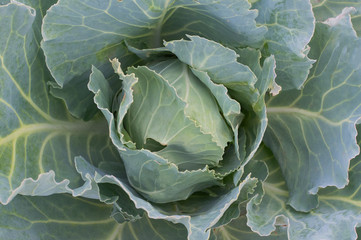 Cabbage with green leaves on the ground