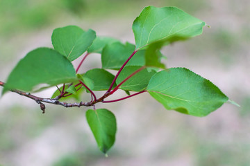Green leaves on a tree branch on a blurred background