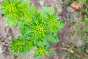 Green plant on brown soil background