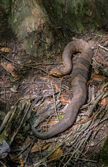 Water moccasin (Agkistrodon piscivorus) basking in sun and digesting a recent meal at the base of a large bald cypress tree in the Francis Beidler Forest in South Carolina.